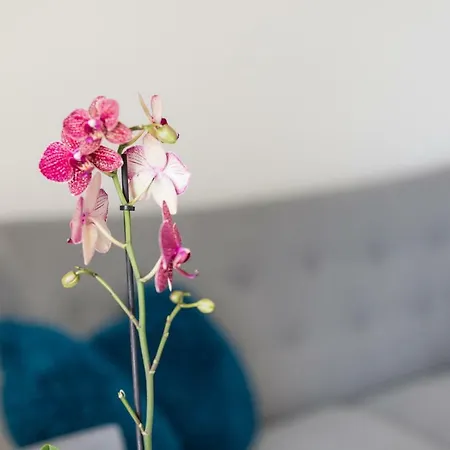 Captain Emo Apartamento