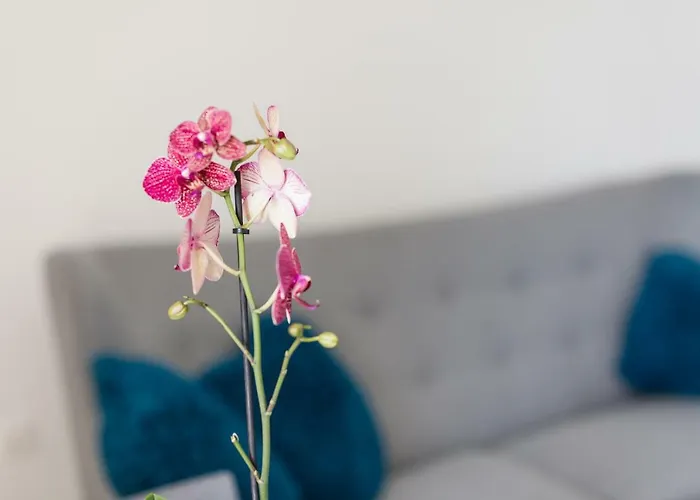 Captain Emo Lejlighed